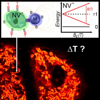 Directed quantum sensing of elevated temperatures at active zones inside a single living cell
